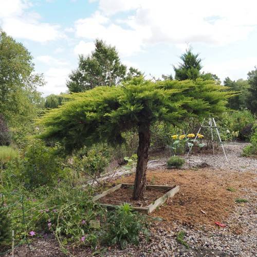 small tree with brown, rough trunk and dense, green leaves, growing in the garden