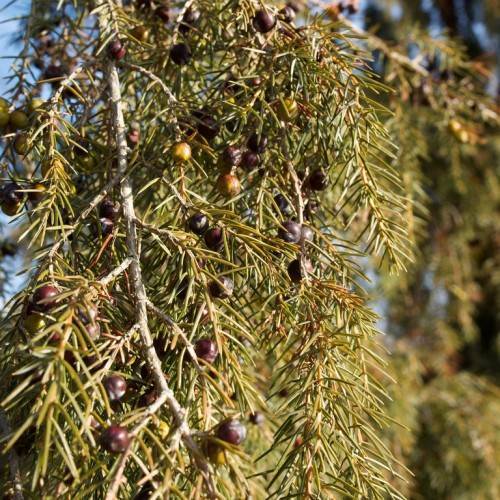small round black-brown berries, gray stems, and dense, scaly, golden-green leaves