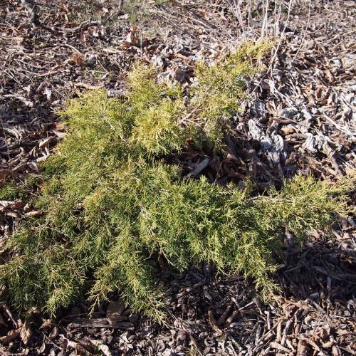golden-green, scaly shrub, growing on messy land with brown stem and branches