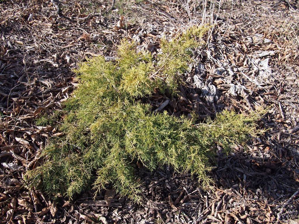  golden-green, scaly shrub, growing on messy land with brown stem and branches
