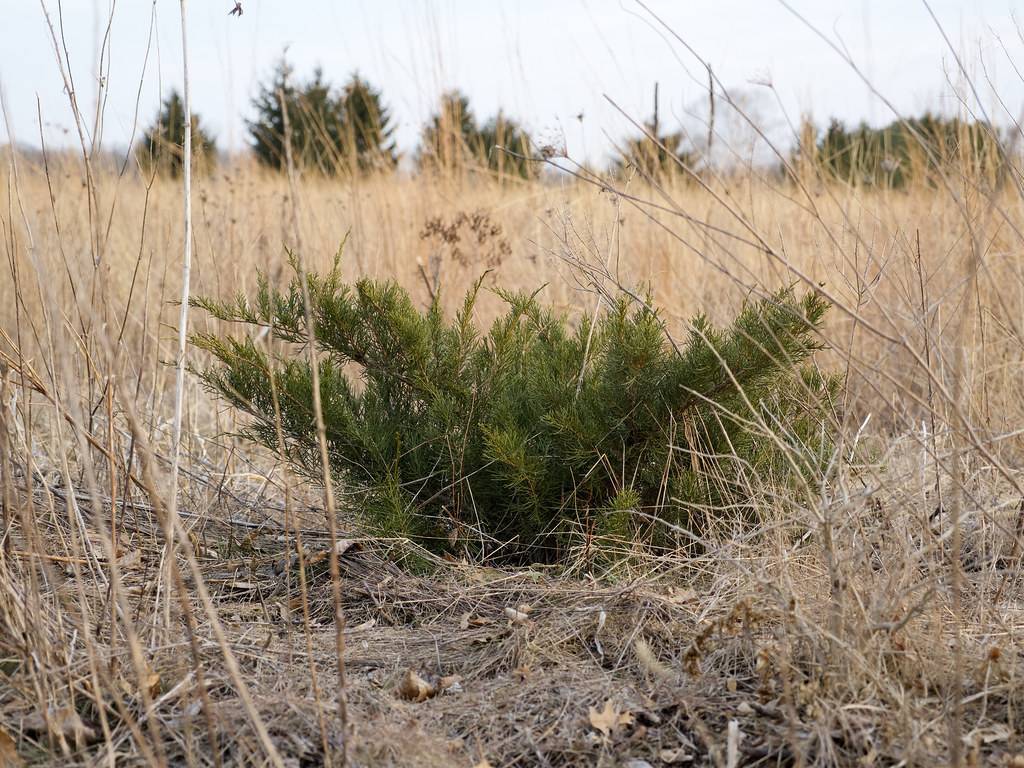 green bush with dark-green, scaly leaves, growing on messy land with brown stem
