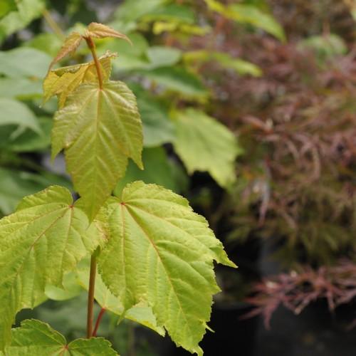 Maple-shaped green-yellow leaves growing out of red-green stems.