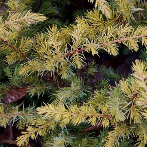 sturdy, textured yellow-green foliage on upright gray-red branches