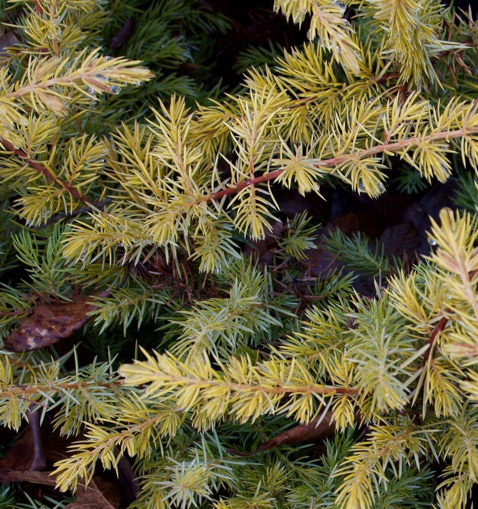 sturdy, textured yellow-green foliage on upright gray-red branches