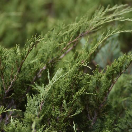 cascading gray-brown branches & dense vibrant-green foliage