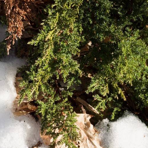 cascading brown branches with dense and vibrant-green foliage