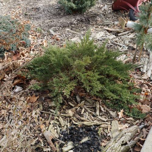 compact, multi-layered, brown branches draped with dense and vibrant-green foliage