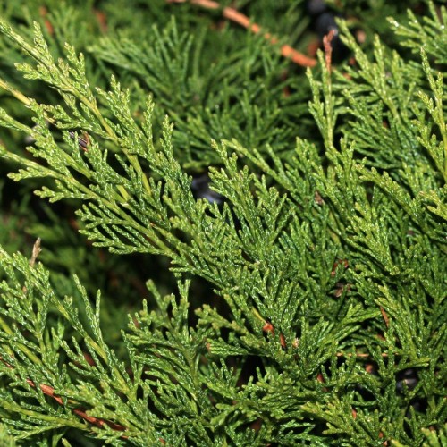 Green foliage with green-lime stems and brown branches.