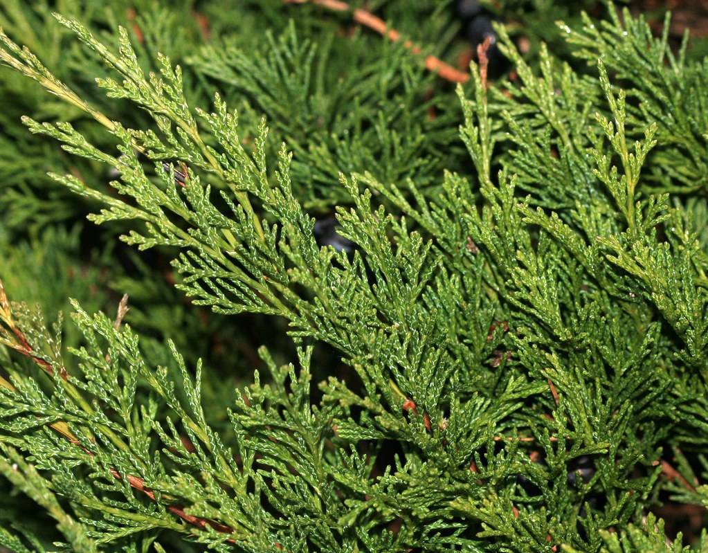 red-brown branches adorned with variegated creamy white and vibrant-green foliage