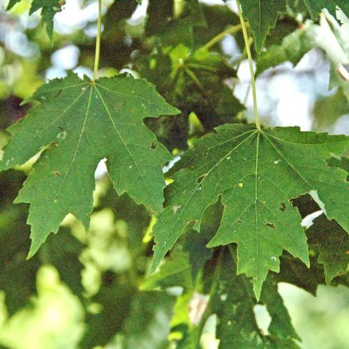 Green leaves with yellow petiole, yellow midrib, veins and blades.