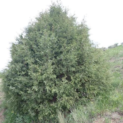 A tree with a tiny gray-brown trunk, gray-brown stems and a huge growth of green leaves.