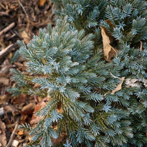 Green-silver leaves.
