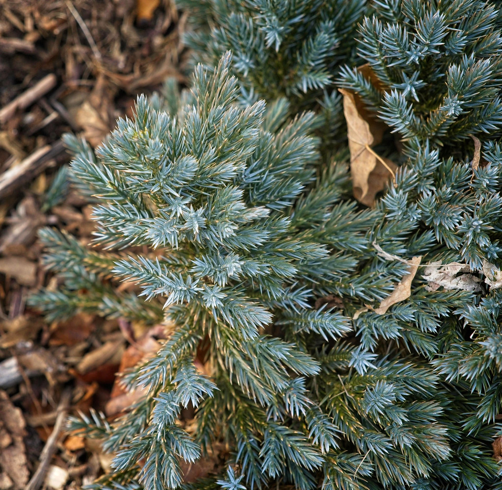 brown branch with bluish-green leaves on gray-brown stems.