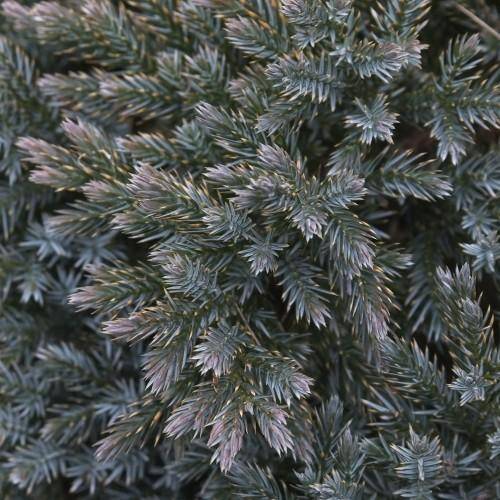 gray-green leaves.