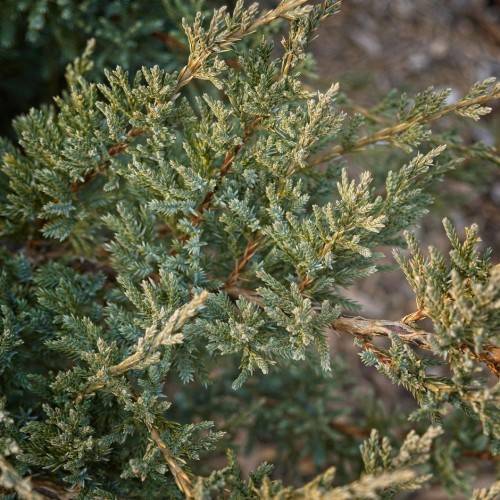 twisting gray-brown branches with dense, green foliage, creating a spiral pattern