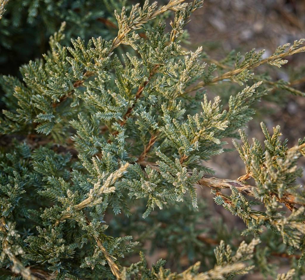 twisting gray-brown branches with dense, green foliage, creating a spiral pattern