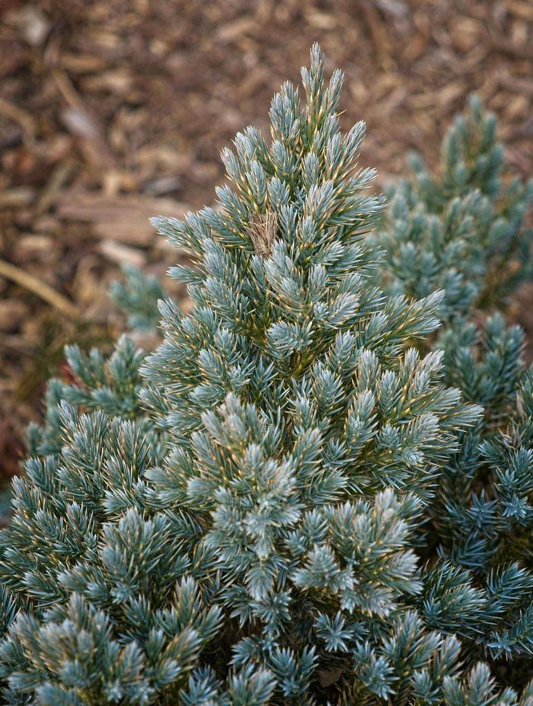 A great many gray-green leaves, with brown stems.