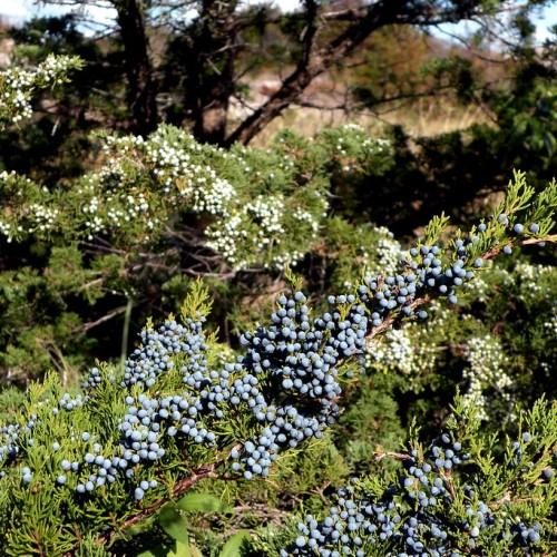 Violet fruits with lime-green leaves and brown stems.