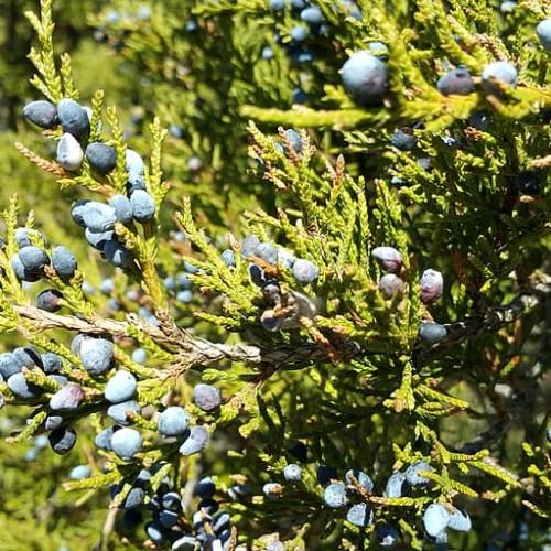 Violet-white fruits, green leaves and gray-white stems