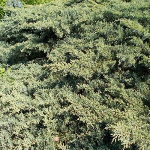 Light-green leaves and stems
