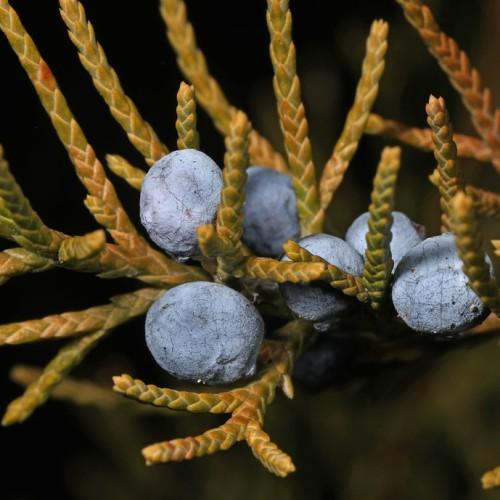 Light-Violet fruits and brown-green leaves