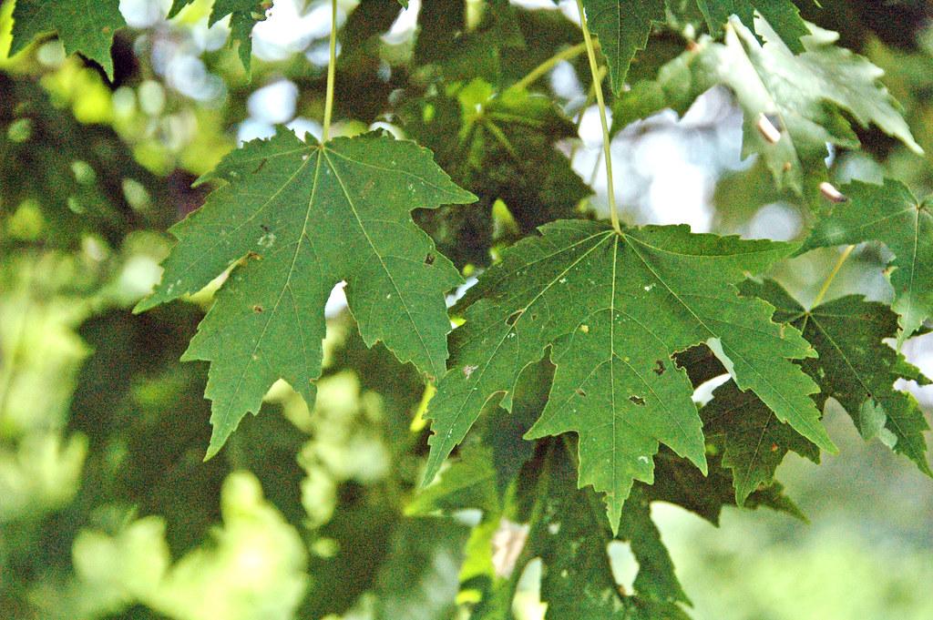 Two maple-shaped green leaves hanging from light-green petiole from green stems.