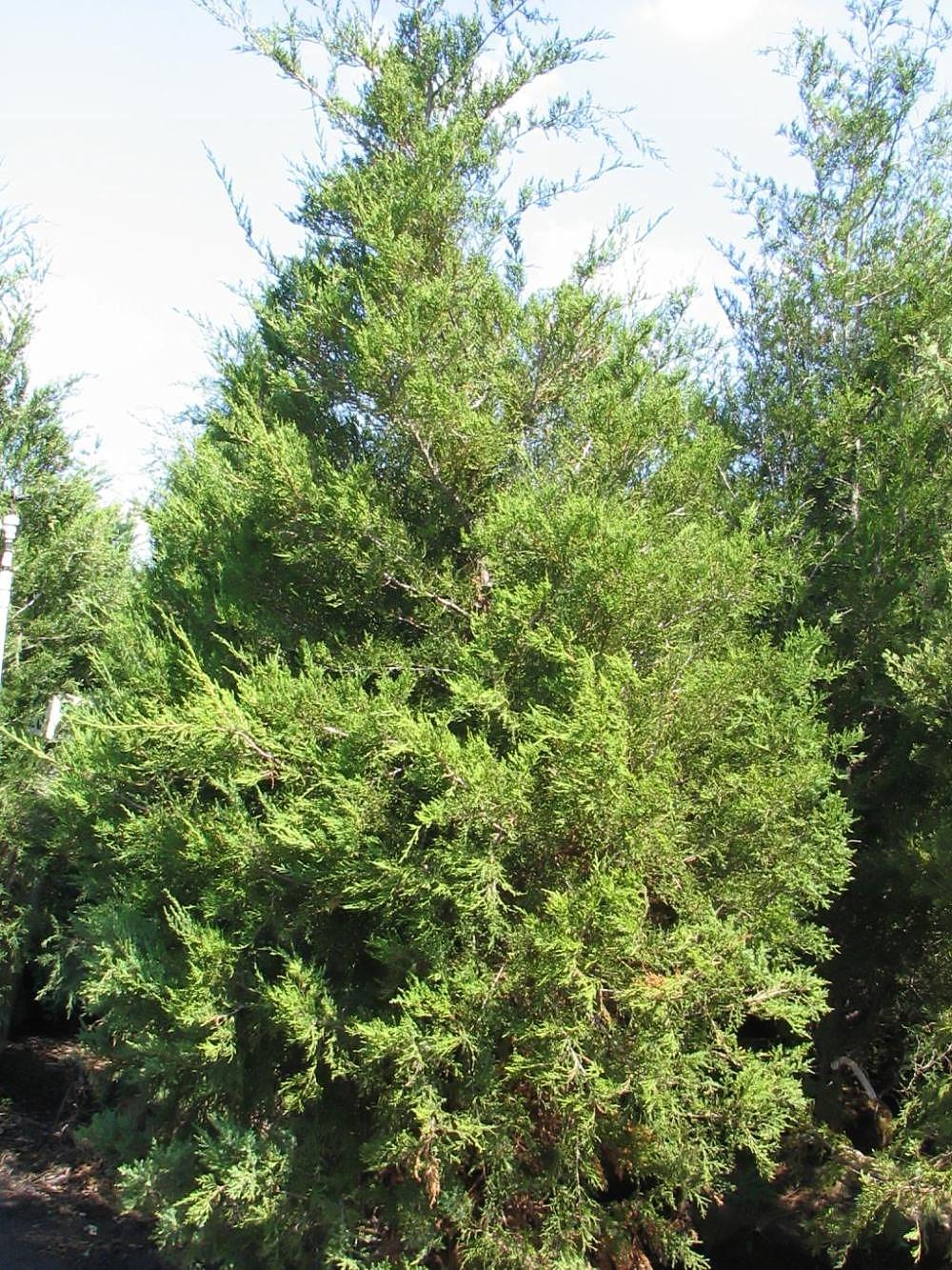 Green crown with white branches.