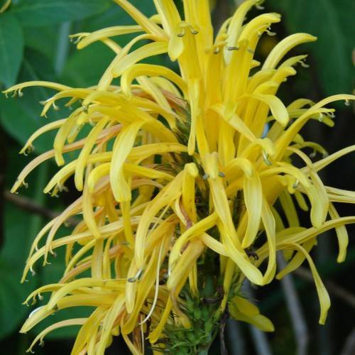 clusters of vibrant golden-yellow flowers, resembling tiny bursts of sunshine, adorning lush green foliage with brown branch