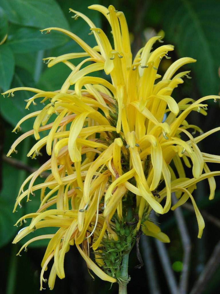 clusters of vibrant golden-yellow flowers, resembling tiny bursts of sunshine, adorning lush green foliage with brown branch