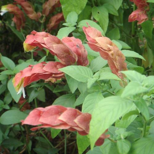 tubular light red-maroon flowers in shades with pointed green leaves