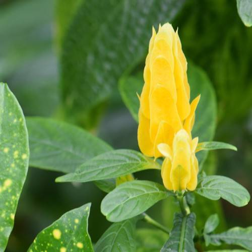 vibrant-yellow flowers resembling regal flowers and long green-yellow leaves
