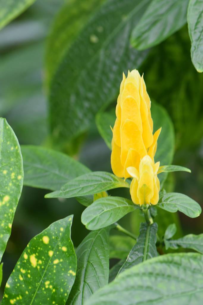 vibrant-yellow flowers resembling regal flowers and long green-yellow leaves 