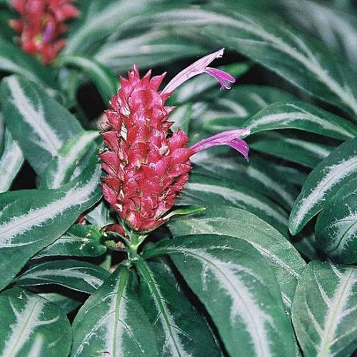 slender spikes of purple flowers with variegated long-elliptical white-green leaves