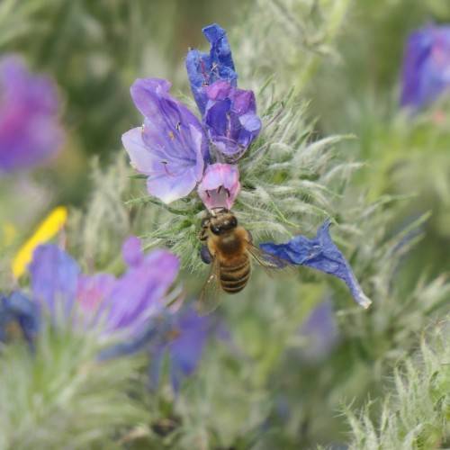 cascading clusters of vibrant, small pink-blue flowers and hairy green leaves with bee sitting on them