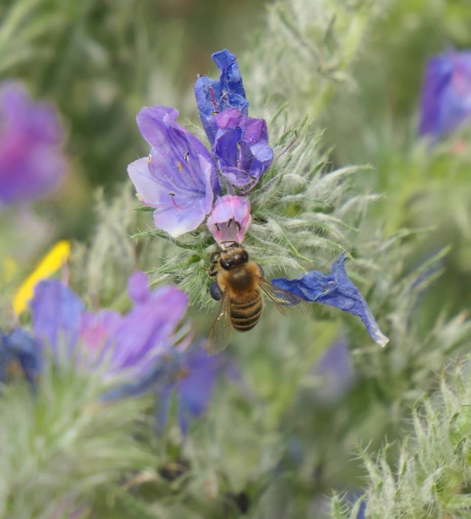 cascading clusters of vibrant, small pink-blue flowers and hairy green leaves with bee sitting on them