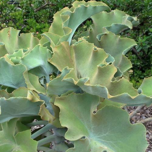 paddle-shaped, large, velvety silver-yellow-green leaves with a distinctive texture
