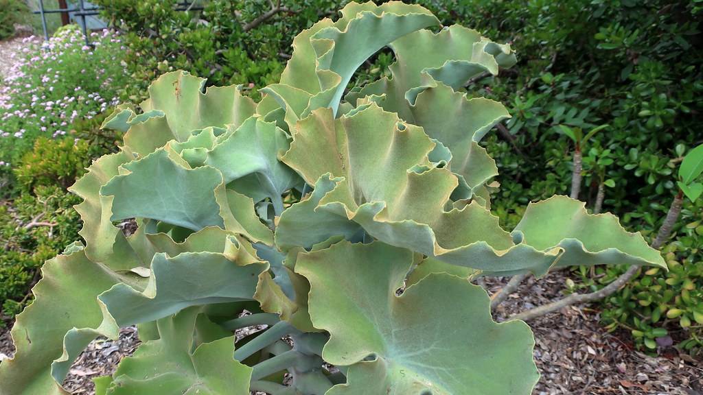 paddle-shaped, large, velvety silver-yellow-green leaves with a distinctive texture