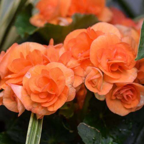 clusters of vibrant-orange, rose-like flowers with dark-green leaves