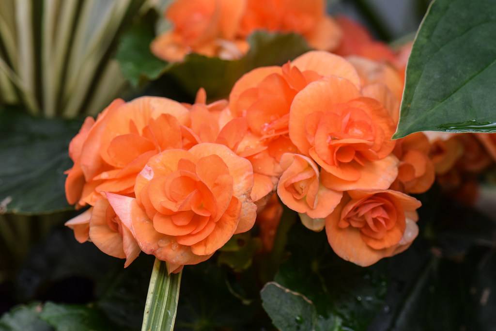 clusters of vibrant-orange, rose-like flowers with dark-green leaves
