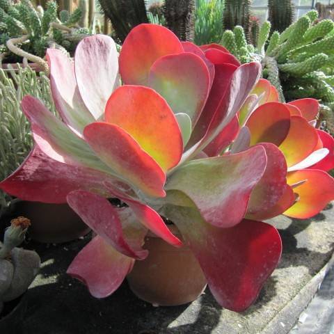 thick, paddle-shaped green-red leaves resembling stacks of pancakes, with reddish edges