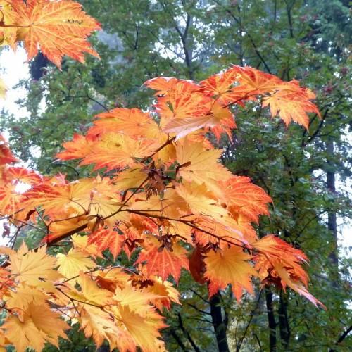 Eye-catching, maple red-orange leaves grown on a red-brown stem.