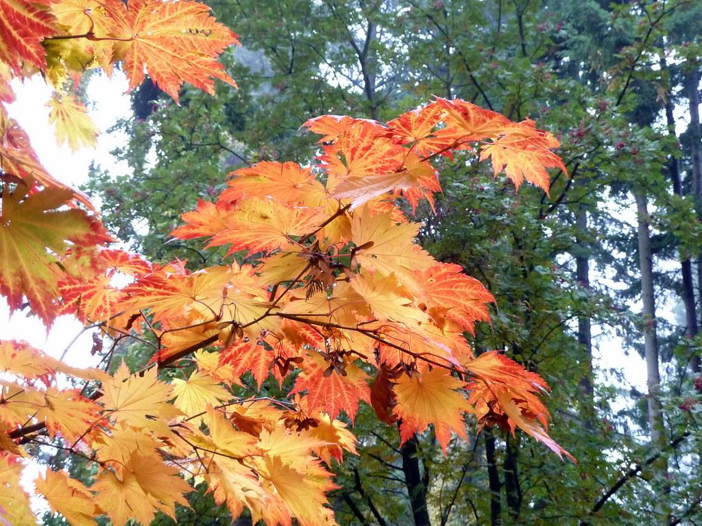 Eye-catching, maple red-orange leaves grown on a red-brown stem. 