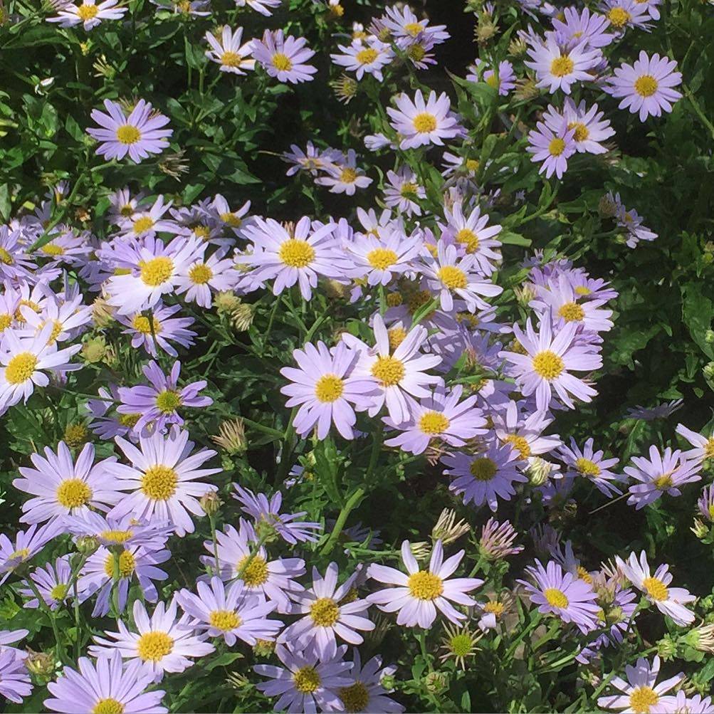 daisy-like, star-shaped purple-blue flowers having yellow stamens with green leaves
