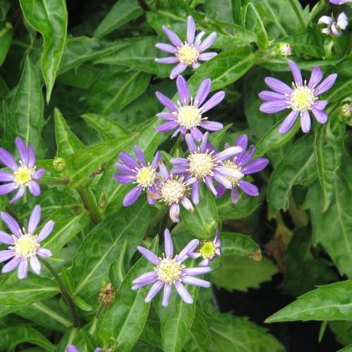 daisy-like small purple flowers having yellow-white stamens and lance-shaped green leaves