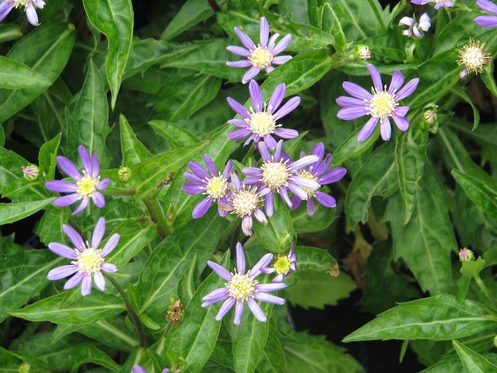 daisy-like small purple flowers having yellow-white stamens and lance-shaped green leaves