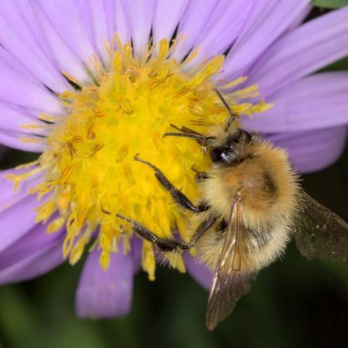 delicate purple daisy-like flower with a yellow center and bee sitting on it