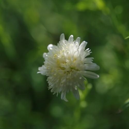 White flower with yellow anthers