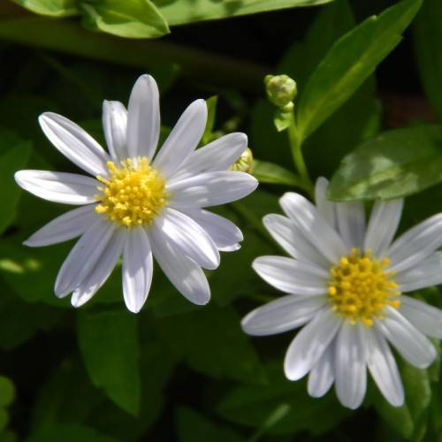 small, white daisy-like flowers with yellow stamens against green leaves