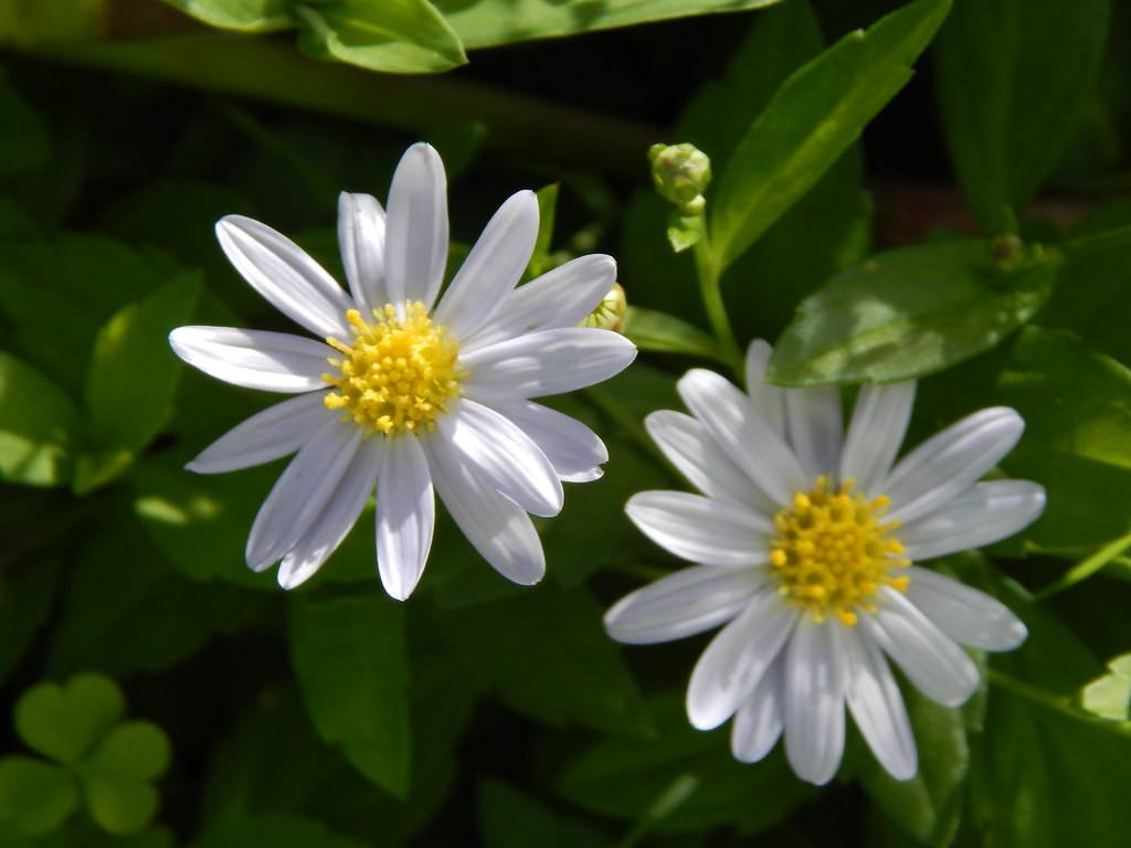 small, white daisy-like flowers with yellow stamens against green leaves