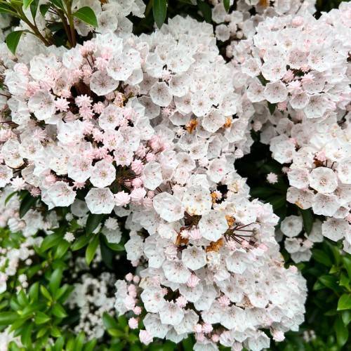 dense green foliage accompanied by clusters of showy, cup-shaped white-pink flowers